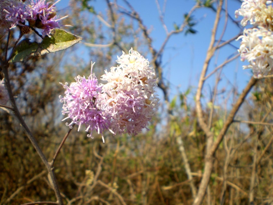 Flora Plant Flower Spring