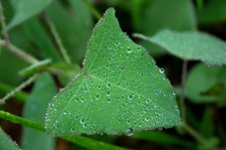 Water Leaf Dew Moisture photo