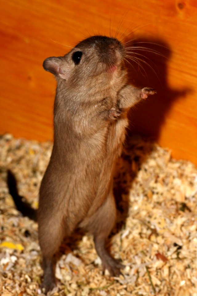 Mammal Fauna Rodent Gerbil