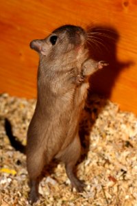 Mammal Fauna Rodent Gerbil photo