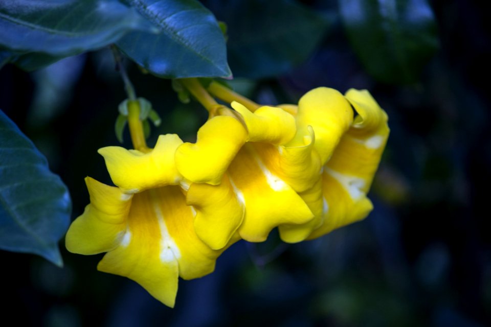 Flora Yellow Flower Plant