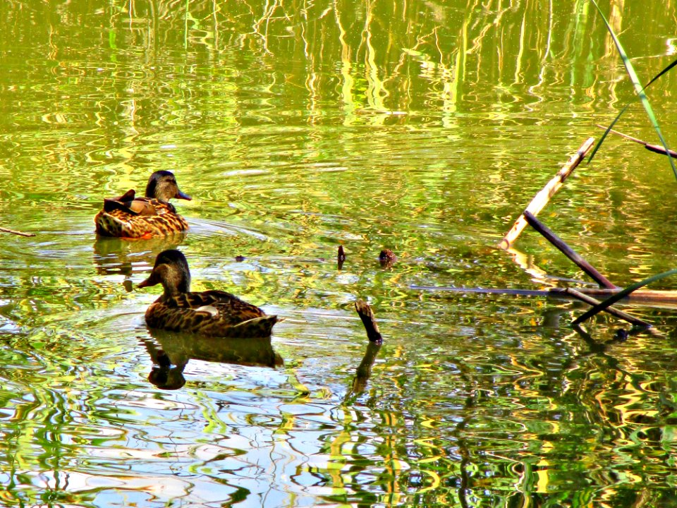 Bird Duck Water Reflection