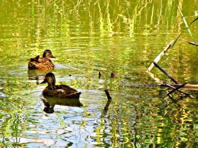 Bird Duck Water Reflection