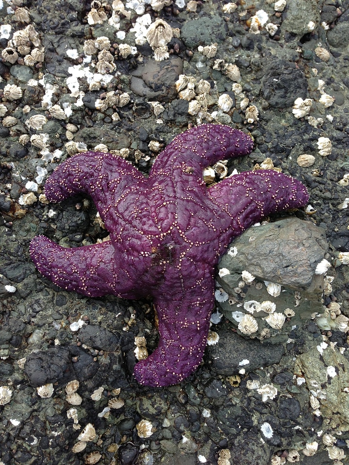 Ocean sea star photo