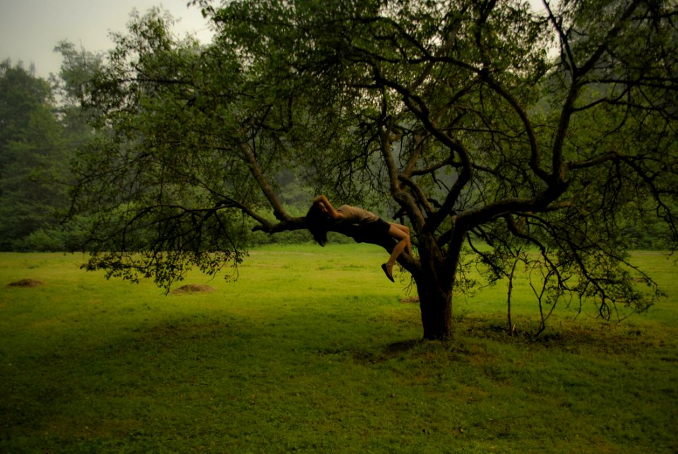Tree Nature Vegetation Grassland
