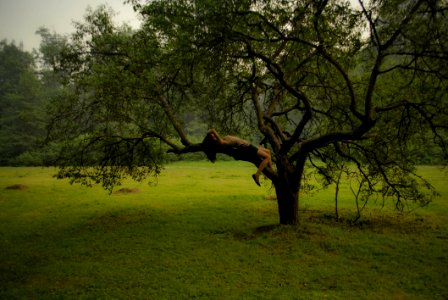 Tree Nature Vegetation Grassland
