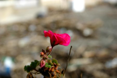 Flower Flora Plant Spring