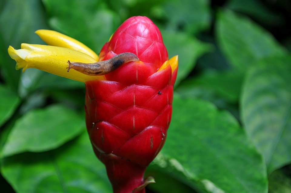 Snail tropical nature