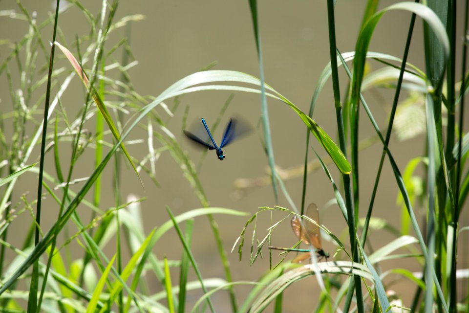 Plant Grass Flora Fauna