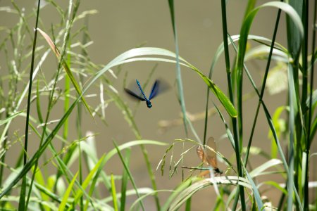 Plant Grass Flora Fauna