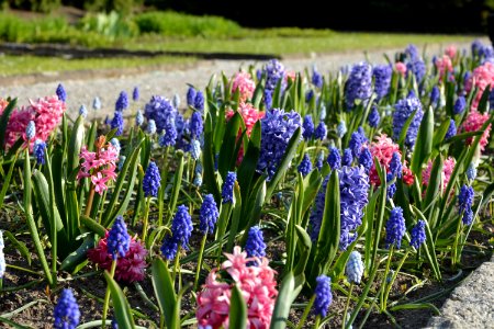 Plant Flower Flowering Plant Hyacinth