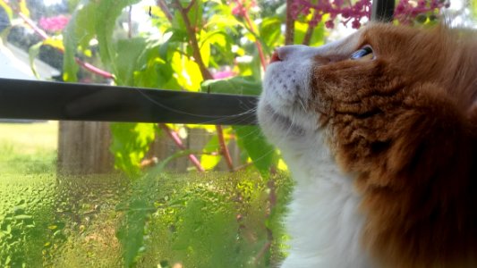 Dog Breed Group Grass Whiskers Snout