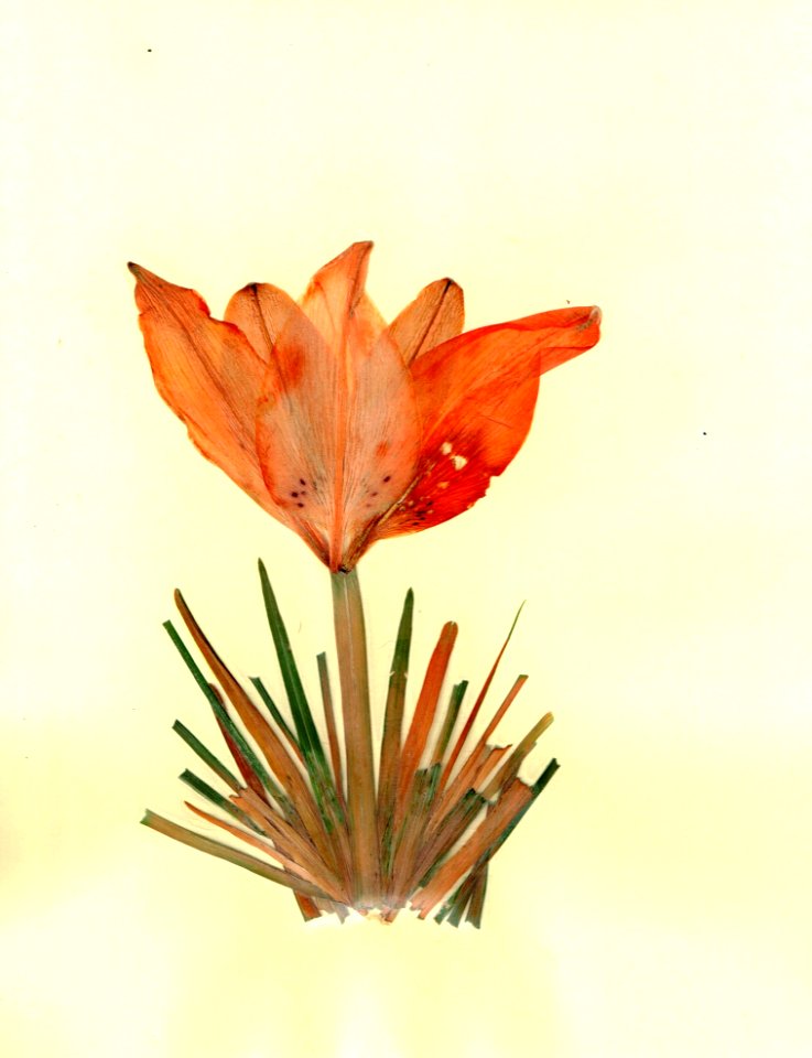 Flower Flora Leaf Plant