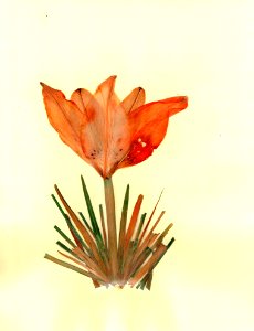 Flower Flora Leaf Plant