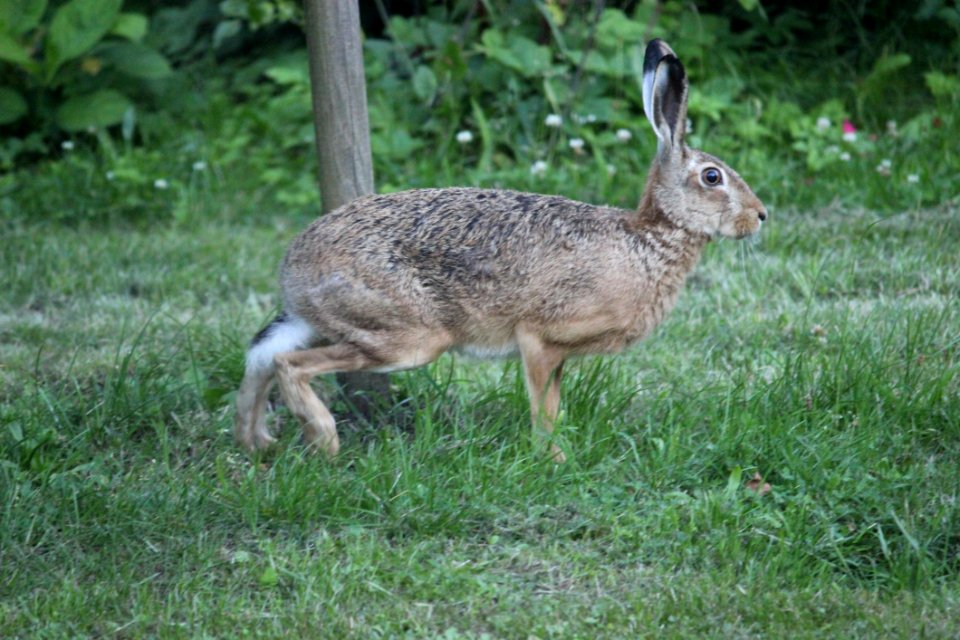 Fauna Mammal Wildlife Hare