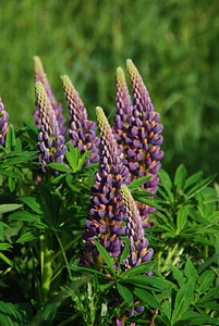 Meadow nature garden