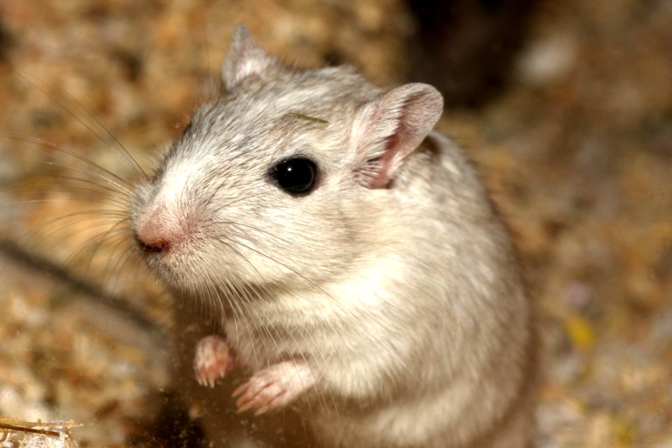 Gerbil Mouse Muridae Fauna