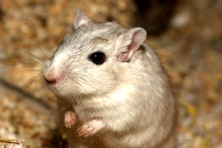 Gerbil Mouse Muridae Fauna photo