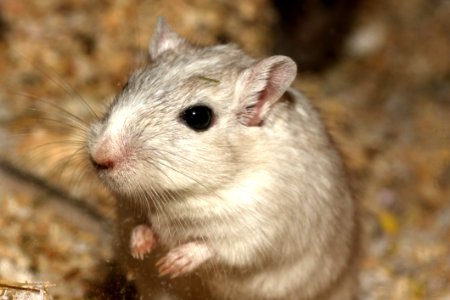 Gerbil Mouse Muridae Fauna