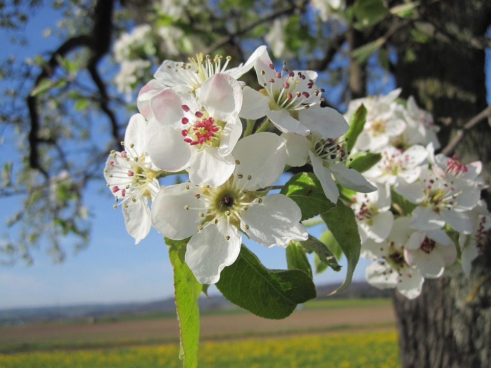 Summer nature blossom