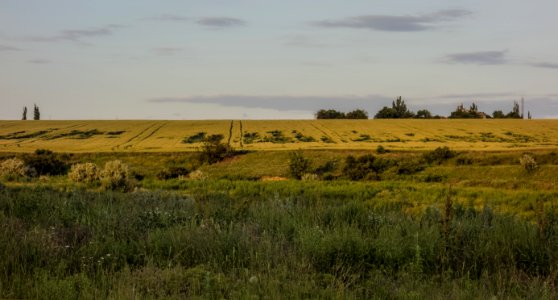 Grassland Ecosystem Prairie Plain
