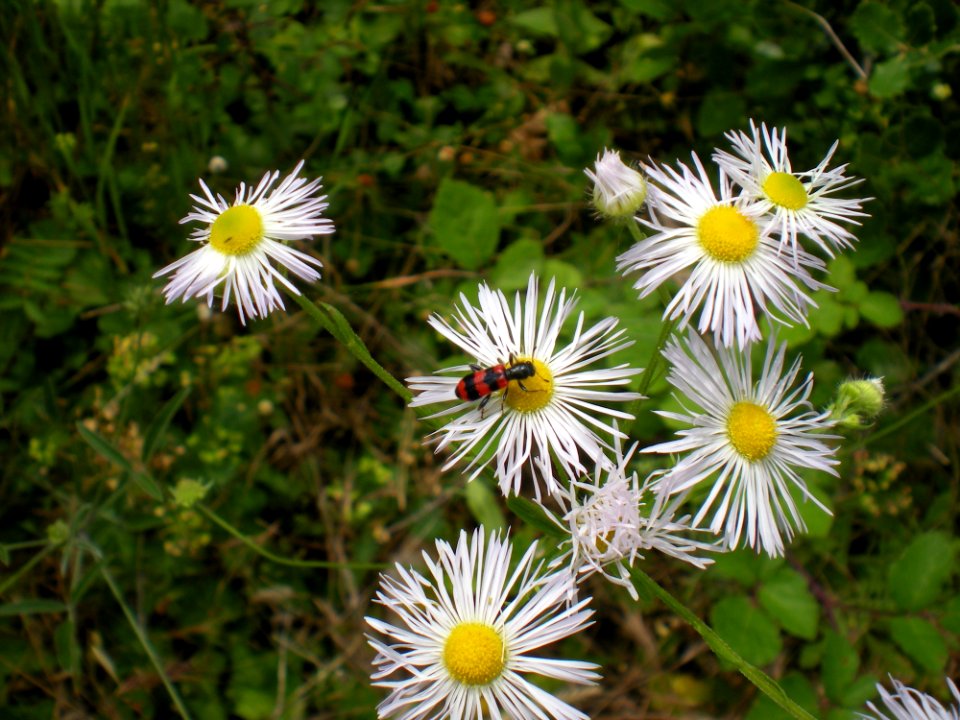 Flower Flora Plant Aster