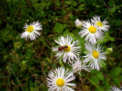Flower Flora Plant Aster
