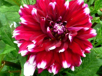 Flower Plant Flowering Plant Dahlia photo