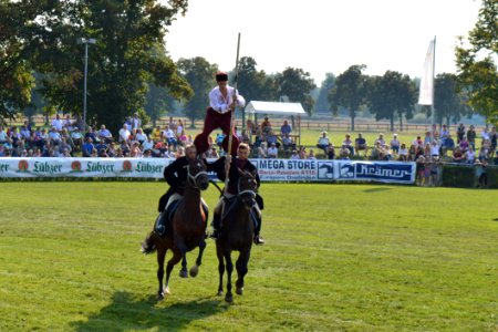 Horse Equestrianism Jockey Horse Like Mammal