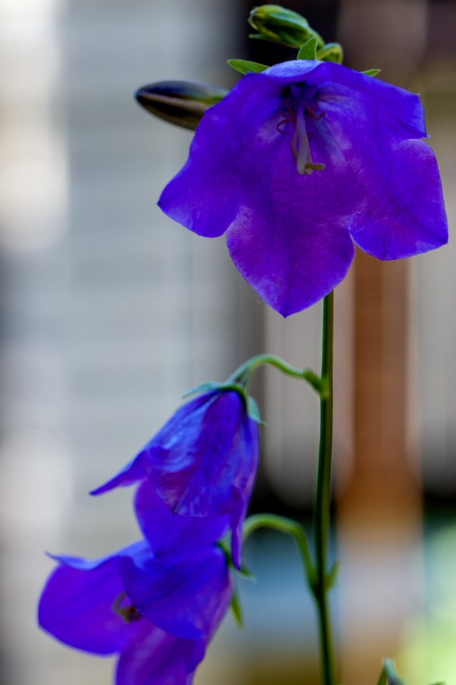 Blue Flower Violet Flora