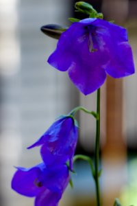 Blue Flower Violet Flora