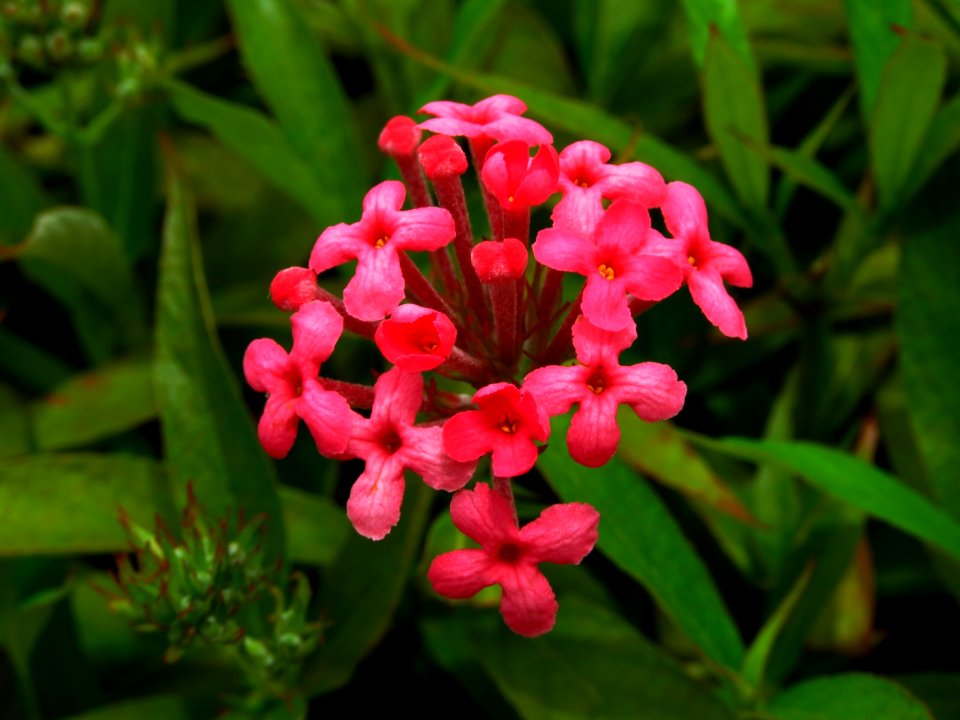 Plant Flower Flora Flowering Plant