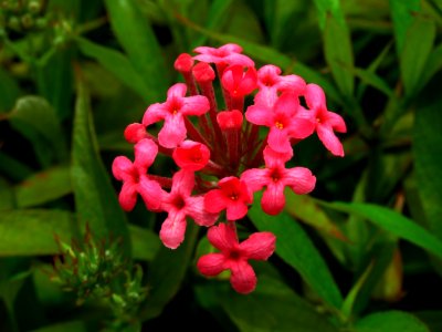 Plant Flower Flora Flowering Plant