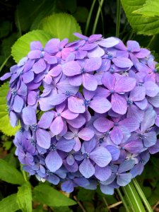 Flower Blue Plant Hydrangea