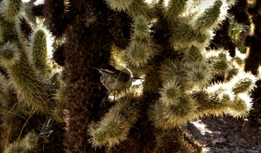 Vegetation Plant Cactus Tree