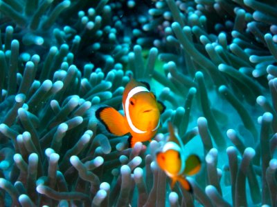 Pomacentridae Fish Coral Reef Anemone Fish photo