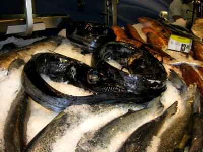 Fish Animal Source Foods Seafood Reptile photo