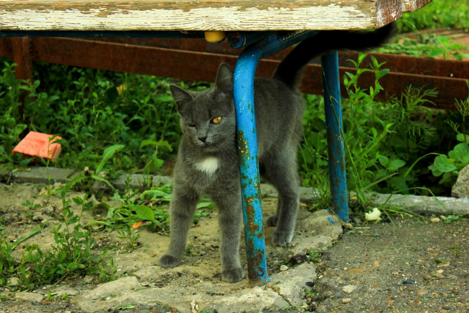Fauna Small To Medium Sized Cats Cat Cat Like Mammal