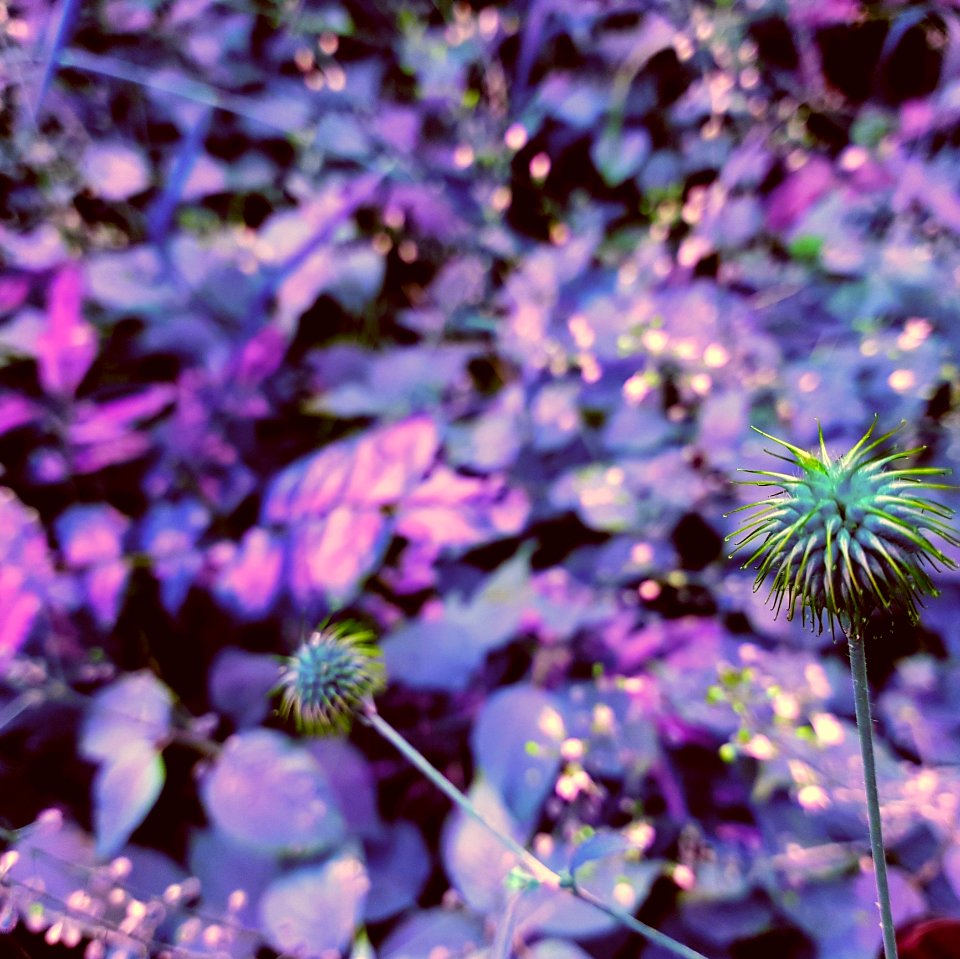 Flower Purple Plant Flora