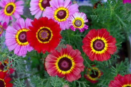 Flower Flowering Plant Purple Petal