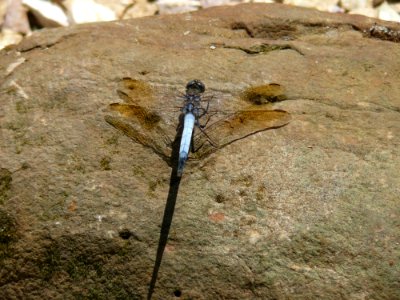 Fauna Invertebrate Insect Dragonfly