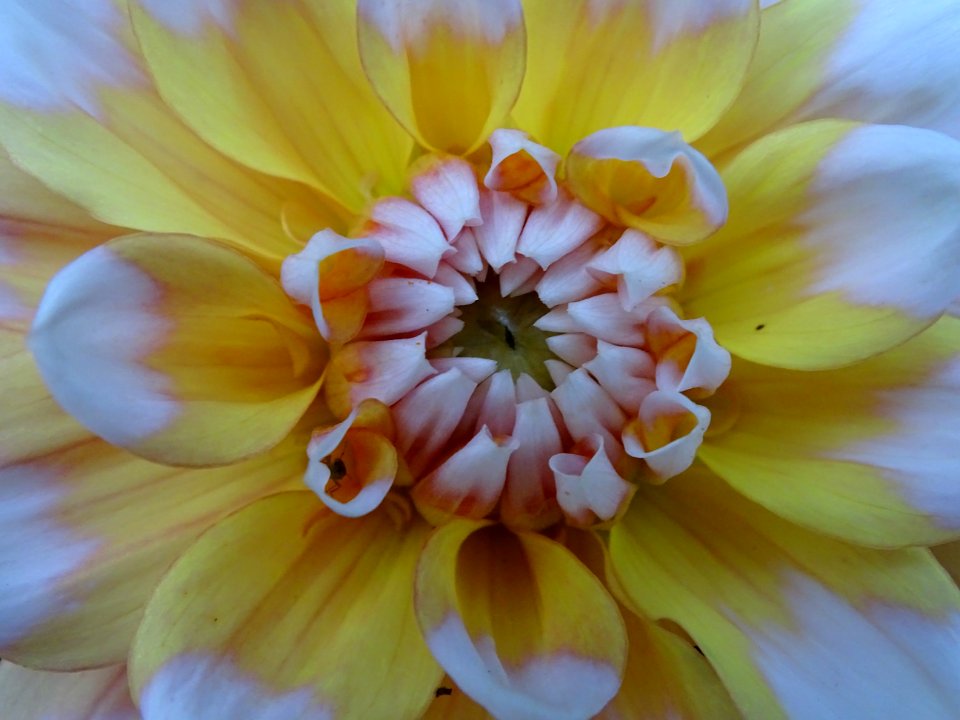 Flower Yellow Flora Petal