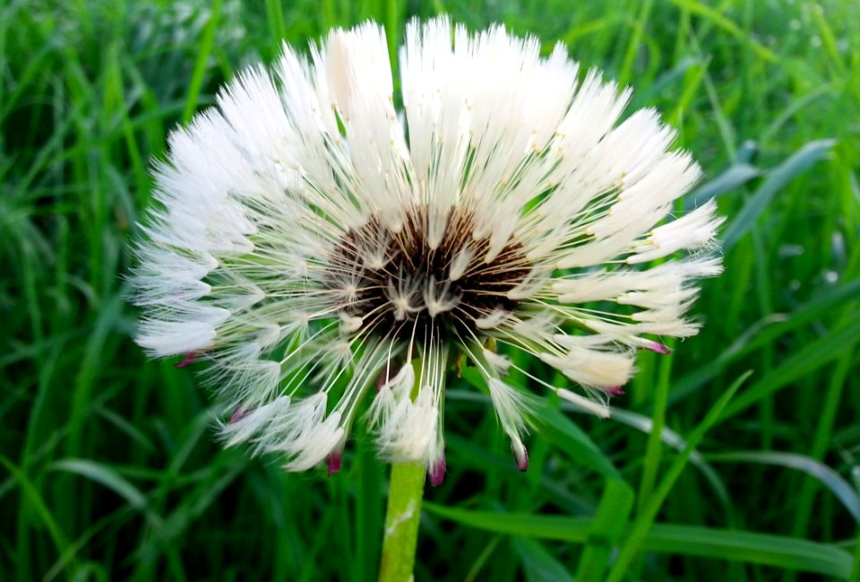 Flower Flora Plant Dandelion