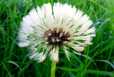 Flower Flora Plant Dandelion