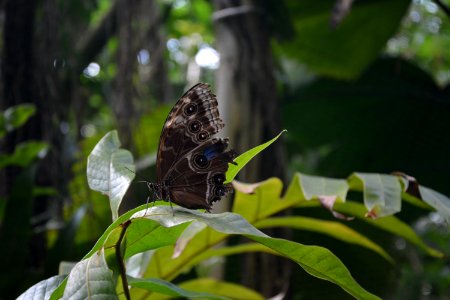 Insect Butterfly Moths And Butterflies Vegetation