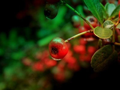 Berry Macro Photography Close Up Fruit photo