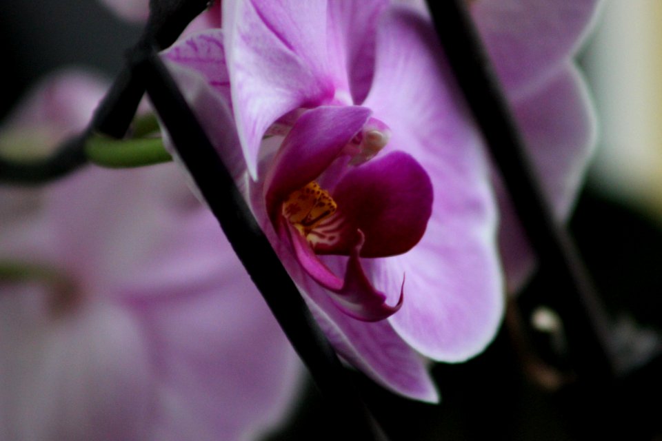 Flower Flowering Plant Flora Plant