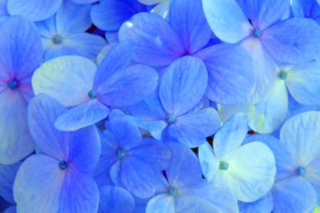 Flower Blue Hydrangea Flowering Plant