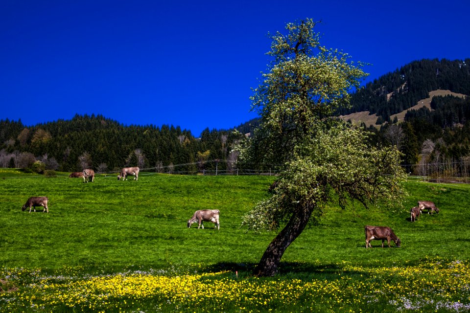 Grassland Pasture Sky Nature