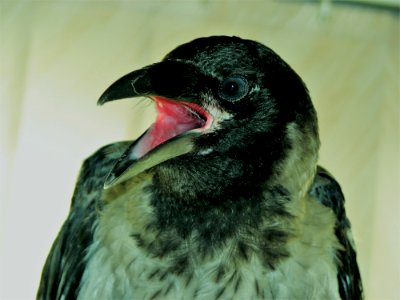 Bird Beak Fauna Eye